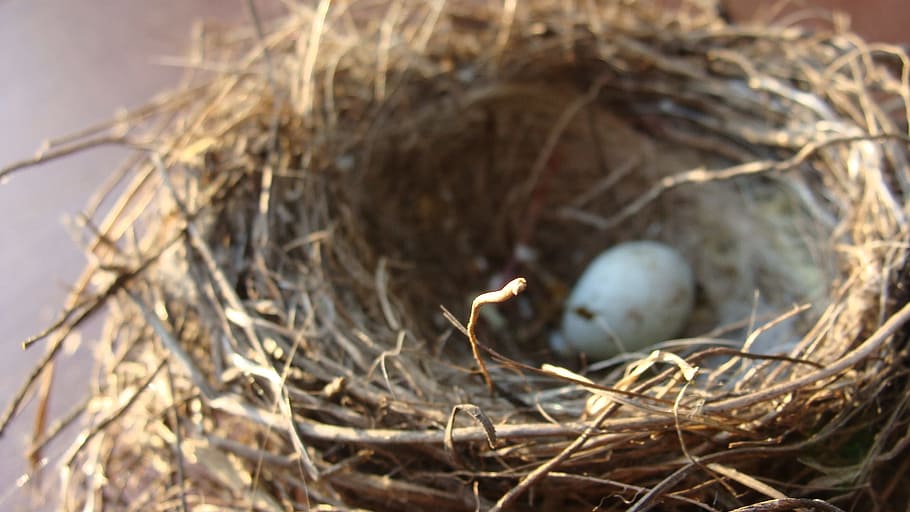 White Egg on Nest, bird, home, animal nest, animal egg, beginnings HD wallpaper