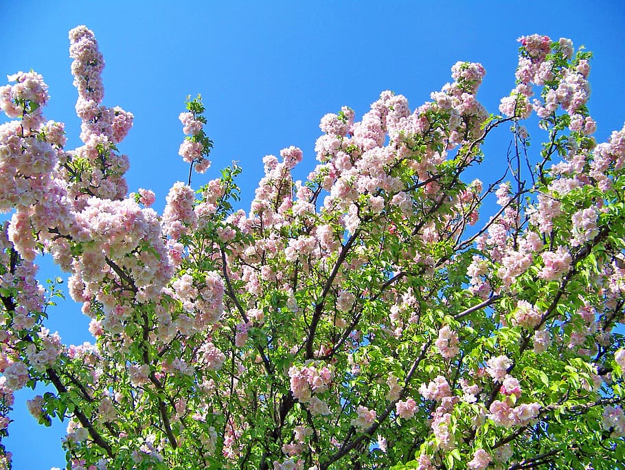 blossoms, spring, flowers, blue, sky, pink, bloom, season, floral HD wallpaper