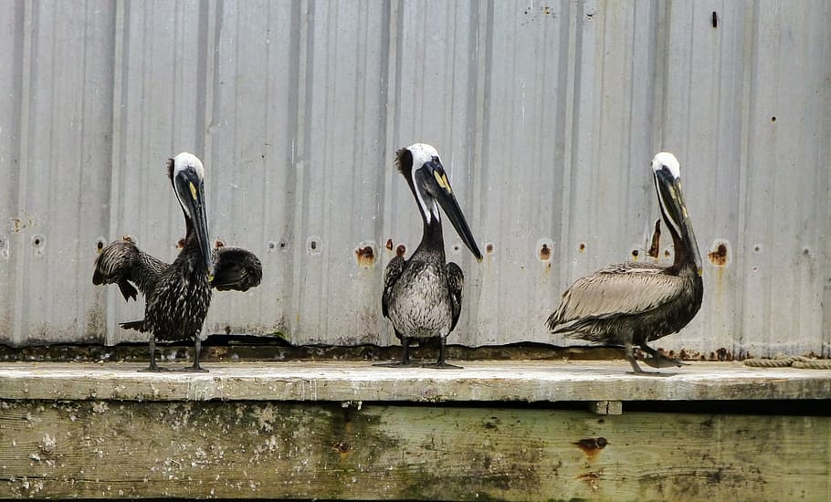 pelican, pelicans, sitting, bird, nature, wildlife, animal, HD wallpaper