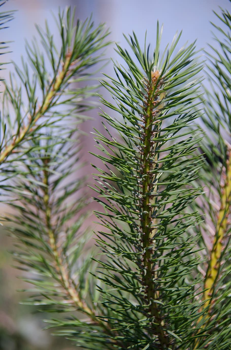 pine, branch, needles, green, tree, conifer, plant, growth HD wallpaper