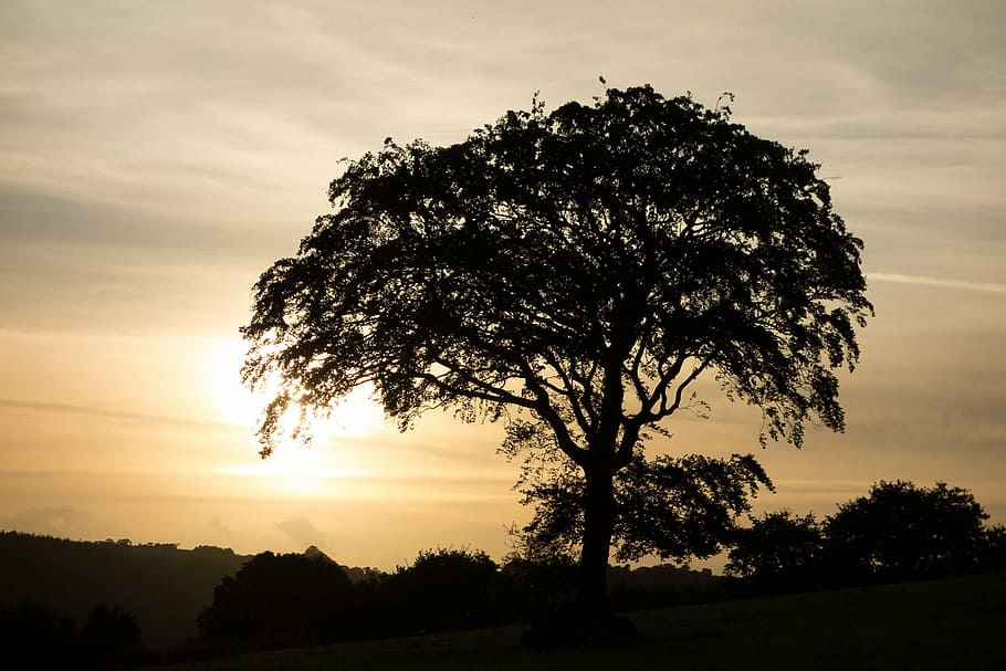 tree, sunset, silhouette, evening, no people, landscape, rural scene HD wallpaper