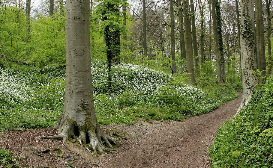 Spring in Neigem forest, pathway beside green grass and trees HD wallpaper