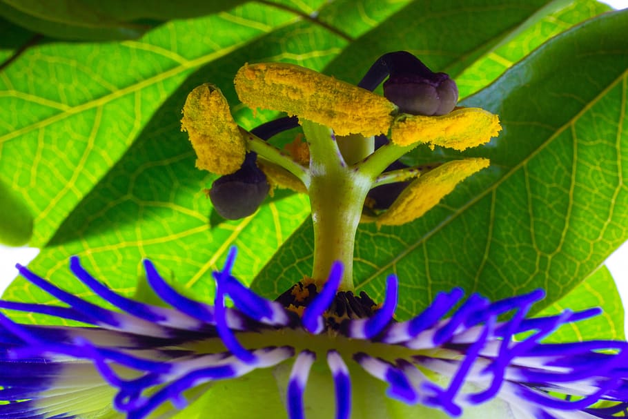 passion fruit, flower, macro, nature, plant, flowering plant HD wallpaper
