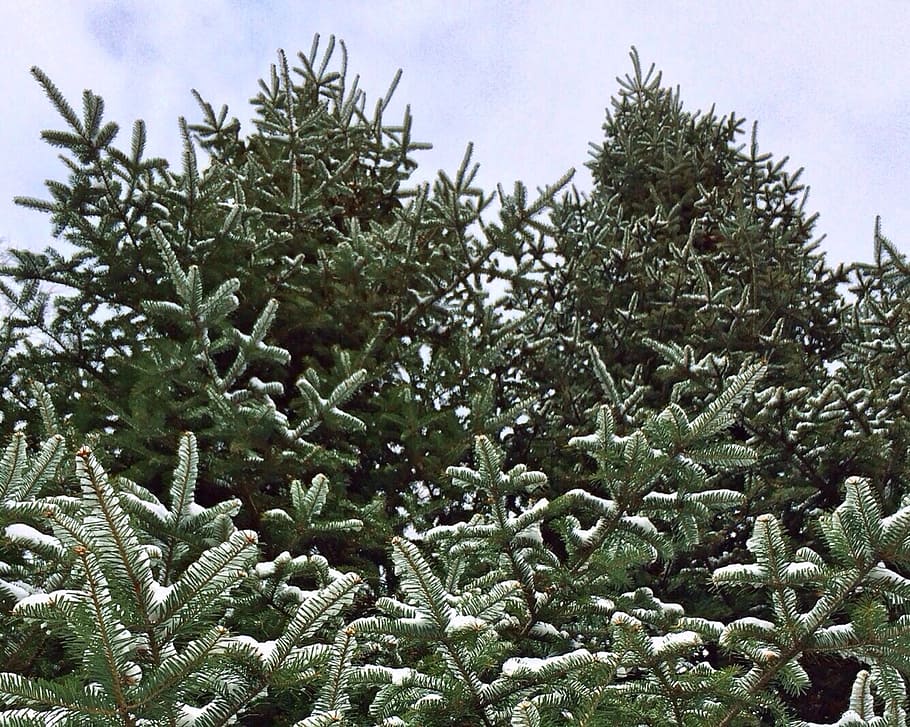 tree, snow, green, forest, branch, winter, evergreen, plant HD wallpaper