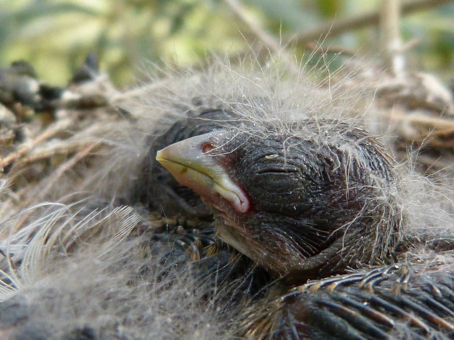 chick, bird, breeding, nest, animal themes, animals in the wild HD wallpaper