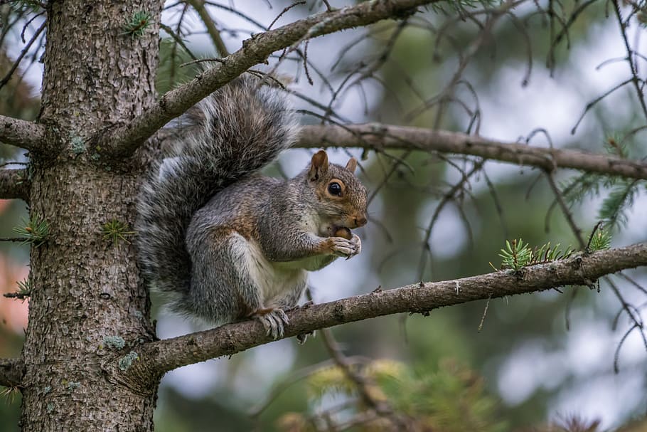 Squirrel, Nut, Eating, Claws, Animal, nature, fluffy, fur, mammal HD wallpaper