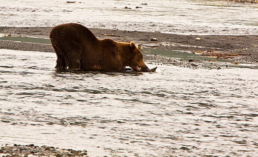 brown bear on body of water, eating, fish, wildlife, sand, beach HD wallpaper
