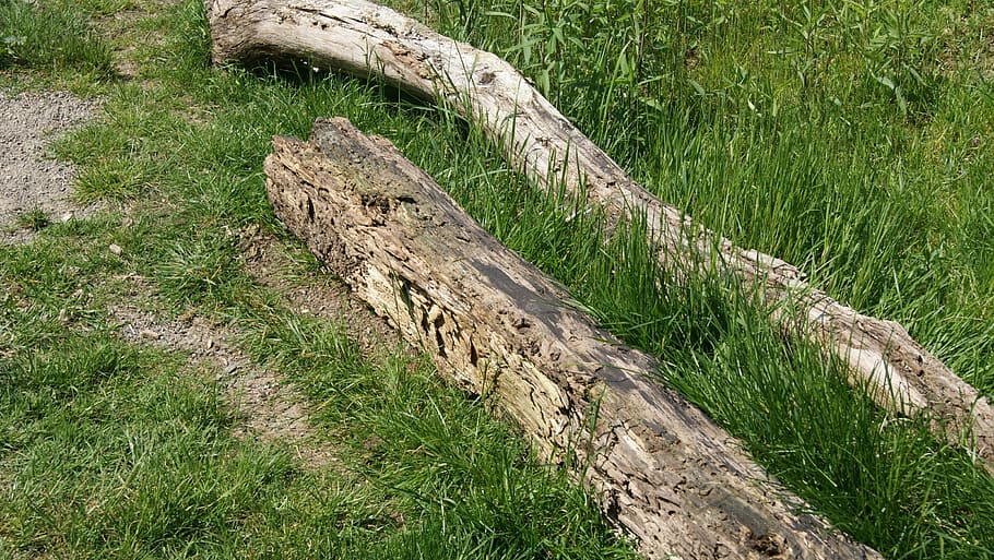 log, nature, wood, old, rot, plant, grass, green color, land HD wallpaper