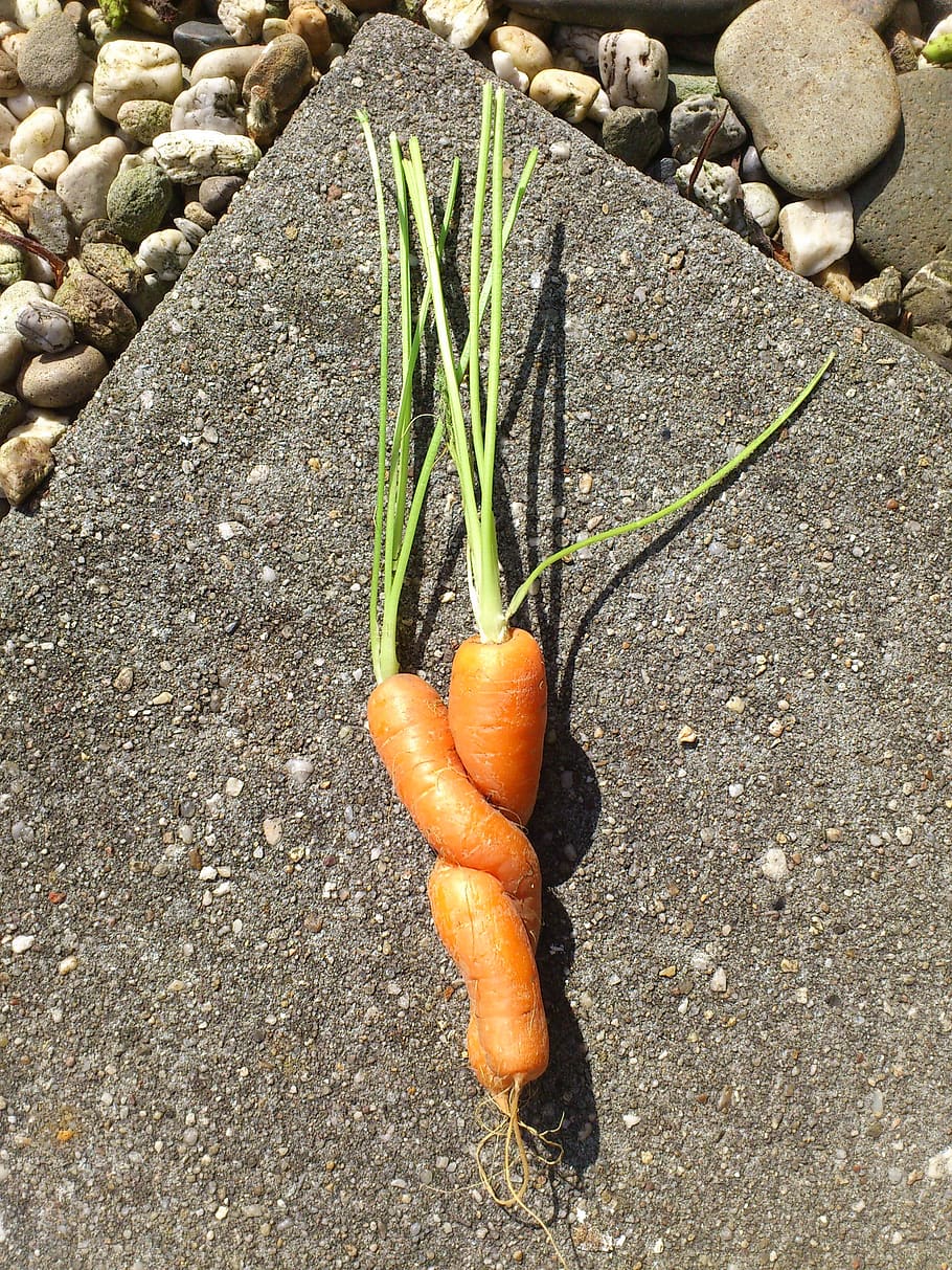 roots, tile, funny, high angle view, day, no people, root vegetable HD wallpaper