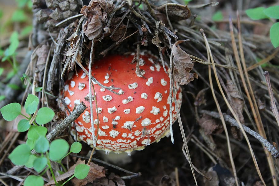 Fly Agaric, Mushroom, Toadstool, red fly agaric mushroom, nature HD wallpaper