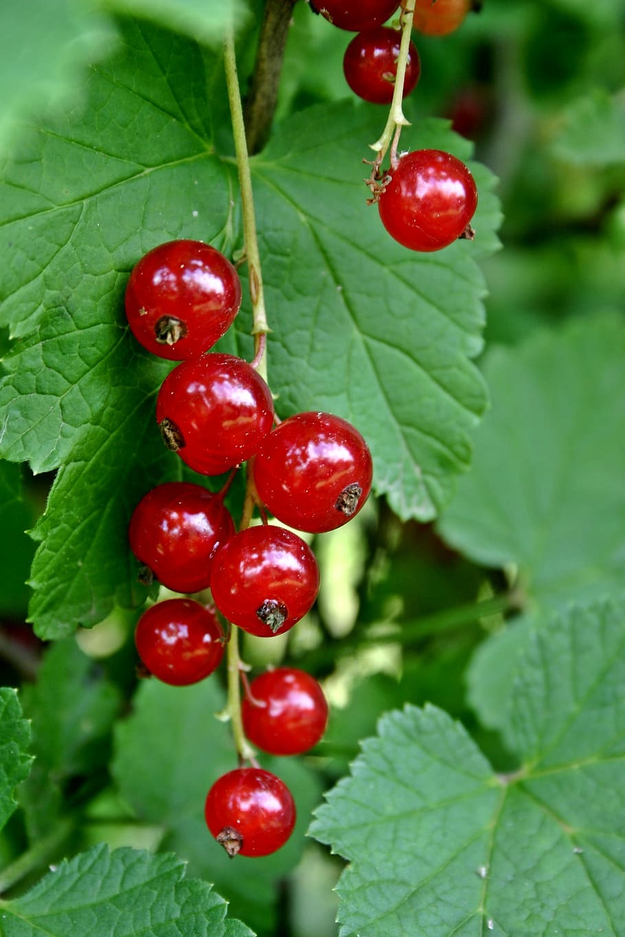 currant, ribes rubrum, red currant, soft fruit, berries, sweet HD wallpaper