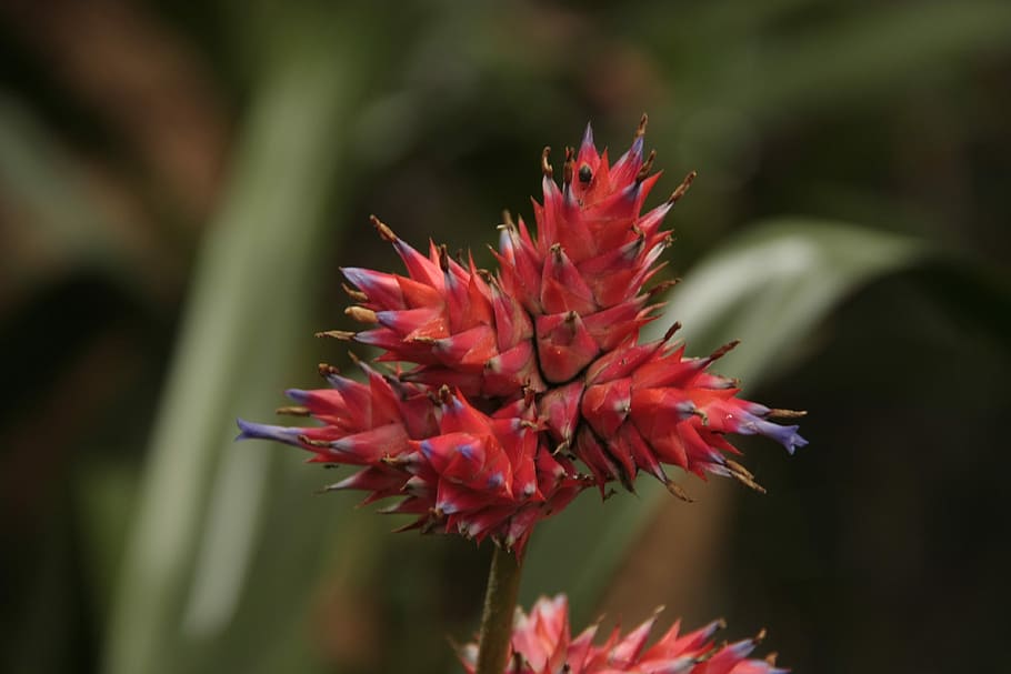Bromeliads, Flower, Botanical, Exotic, nature, growth, plant HD wallpaper