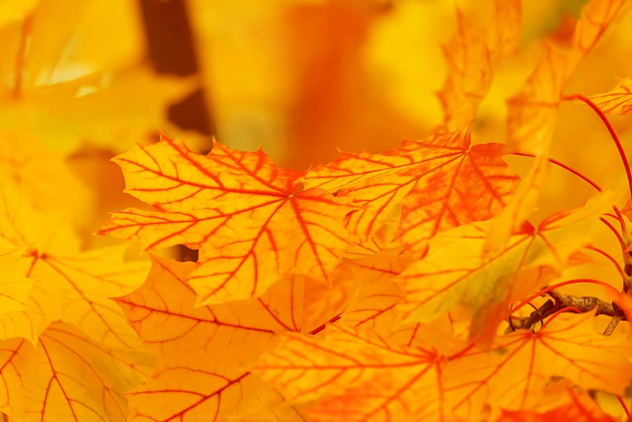 orange maple leaves, abstract, autumn, background, bright, color HD wallpaper