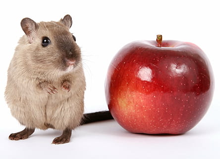red apple beside brown rat closeup photography, animal, breakfast HD wallpaper