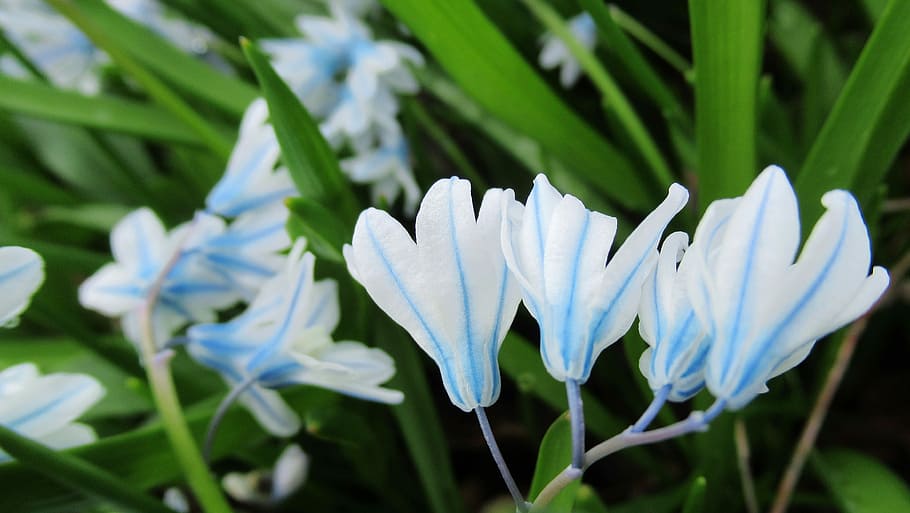 flower, nature, spring, blossom, plant, flowering plant, freshness HD wallpaper