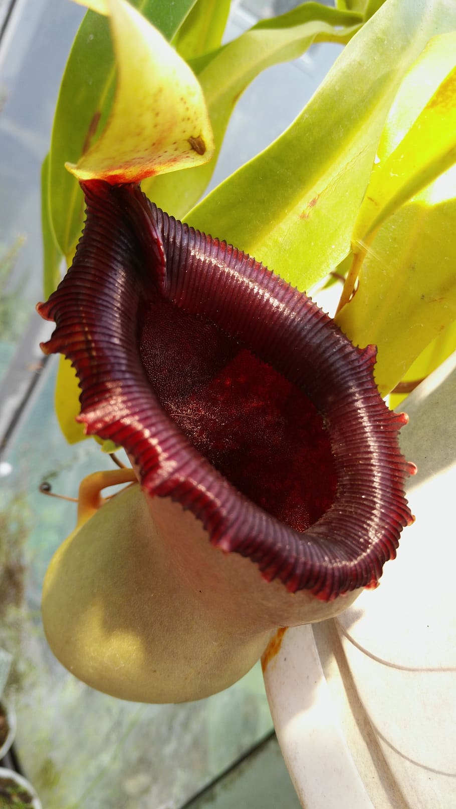 nepenthes, jardin des plantes, budapest, pitcher, animal, animal wildlife, HD wallpaper