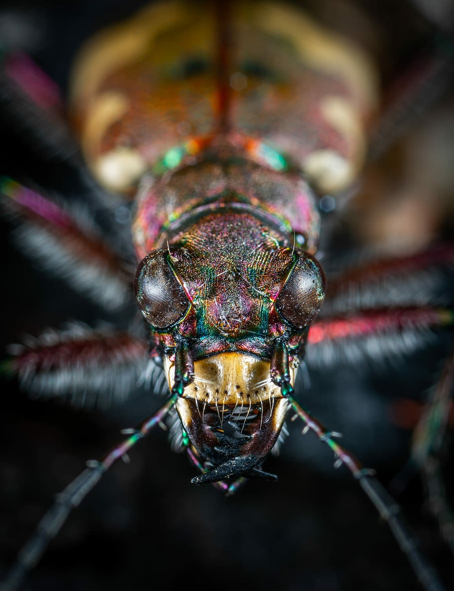 brown and black bug, macro photography of brown, green, and black beetle HD wallpaper
