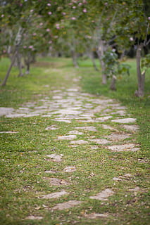 road, nature, stone, old, tree, village, green, forest, composition HD wallpaper