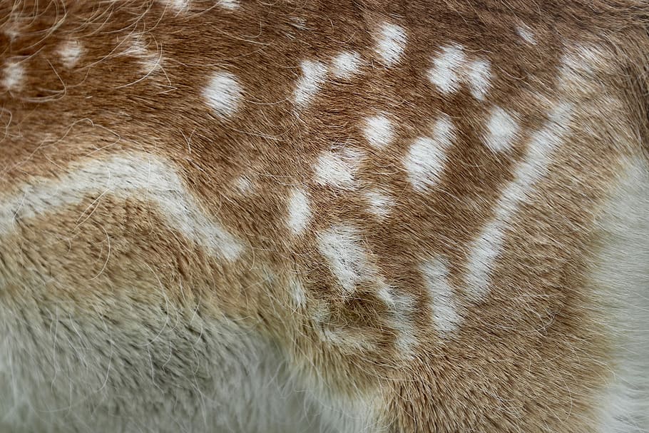 beige and brown animal fur, closeup photo of brown doe skin, pattern HD wallpaper