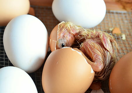 yellow chick hatching beside white eggs at daytime, chicks HD wallpaper