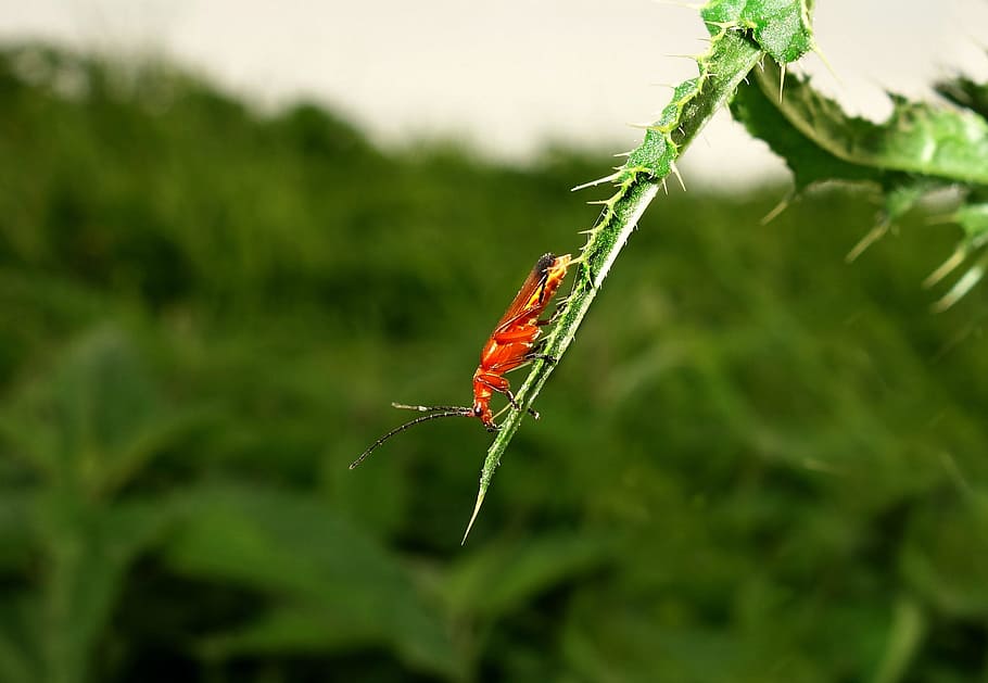 Insect, Bug, Beetle, Entomology, Creepy, crawly, leaf, thistle HD wallpaper
