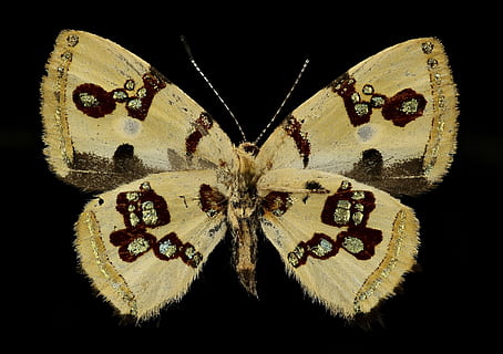 brown and black butterfly, bling butterfly, macro, insect, close up HD wallpaper