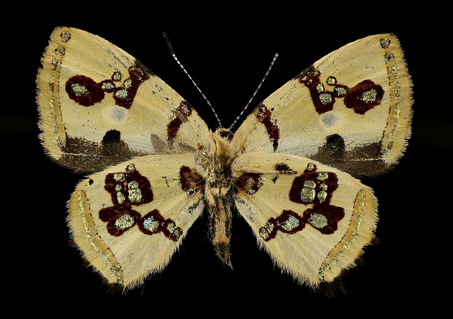 brown and black butterfly, bling butterfly, macro, insect, close up HD wallpaper