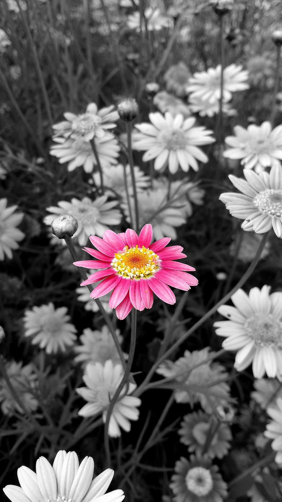 selective color of pink petaled flower, flowers, rosa, pollen HD wallpaper