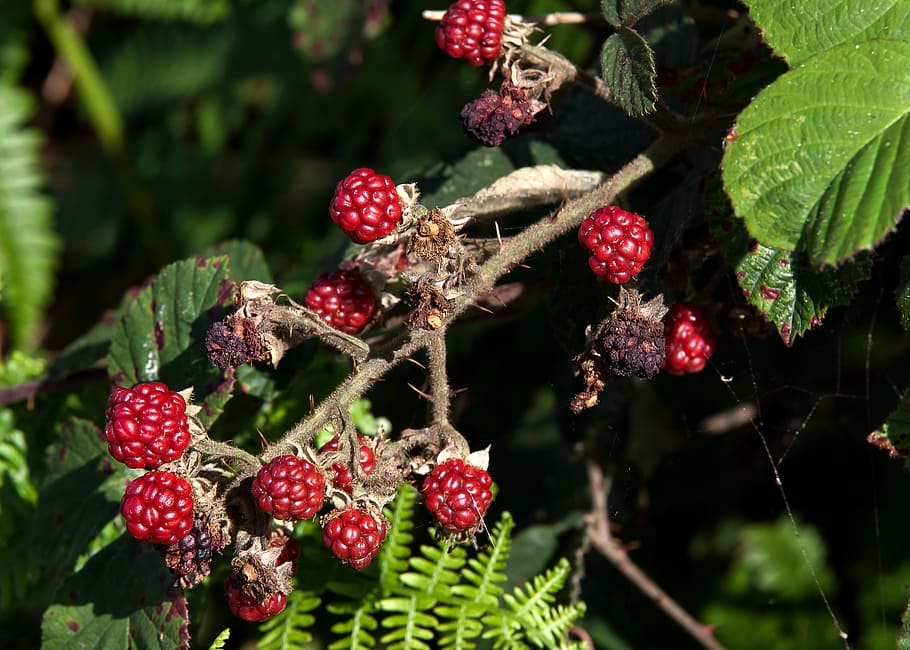 Blackberry, Fruit, Delicious, Tasty, red, fruits, rubus sectio rubus HD wallpaper