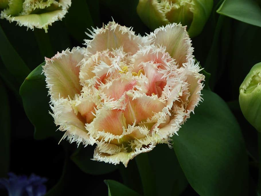 flower, nature, flora, leaf, floral, petal, closeup, blooming HD wallpaper