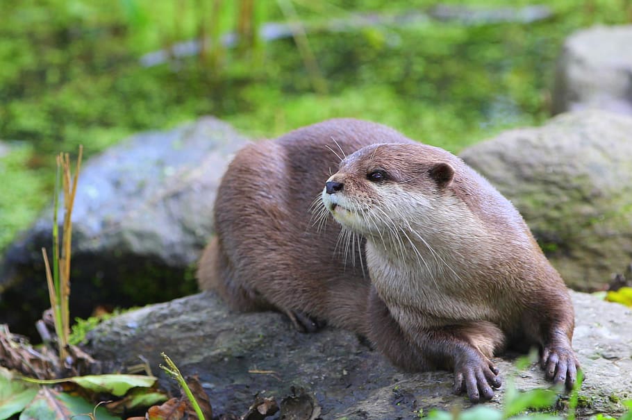 rodent sitting on rock, sun, nature, water, close up, otter HD wallpaper