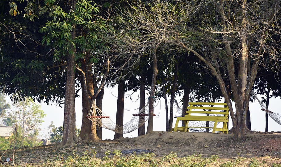 Photo of Bench and Hammocks in the Park, daylight, environment HD wallpaper