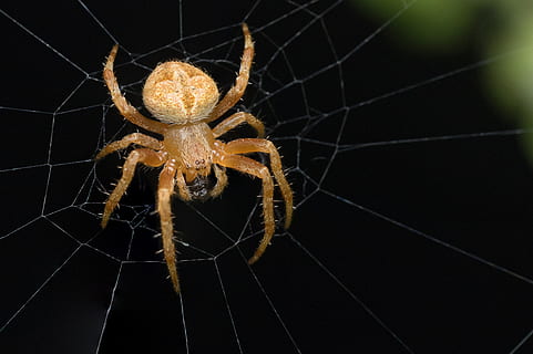 macro photography of orange barn spider on web, Wildlife, Bug HD wallpaper