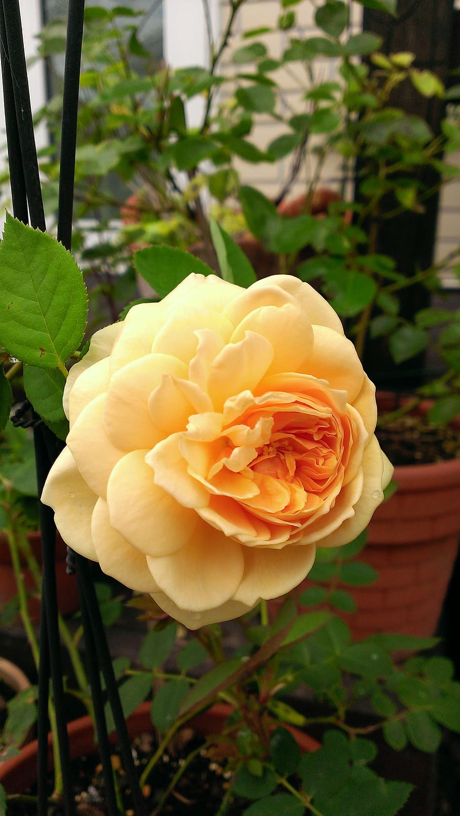 rose, orange, apricot, pot, garden, flower, spring, summer HD wallpaper