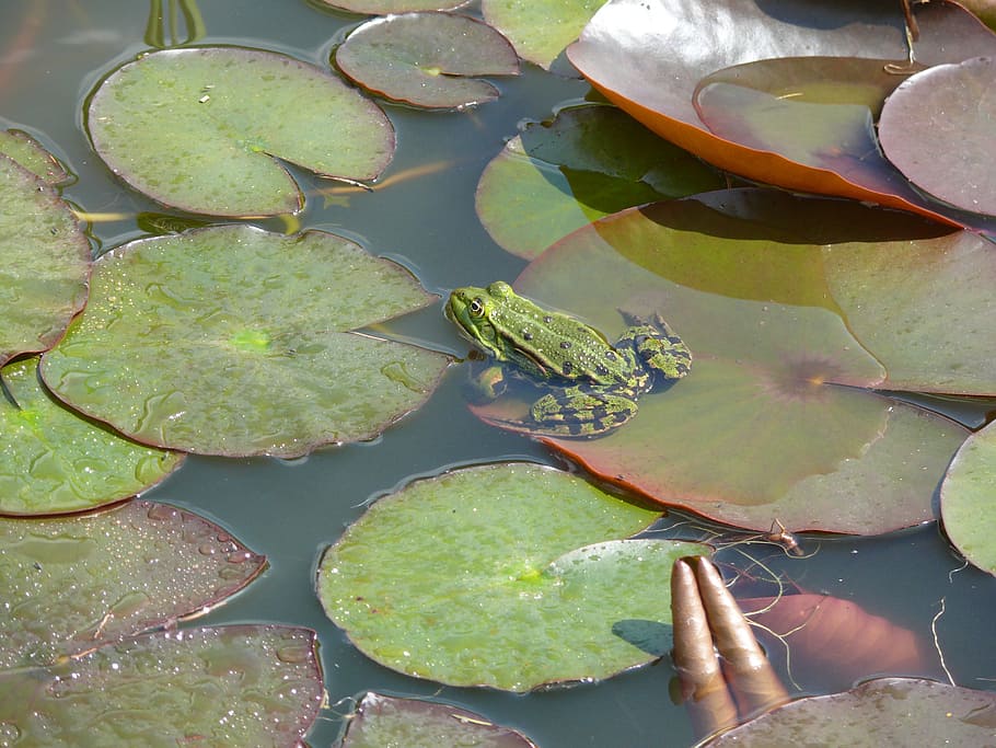 frog, pond, green, animal, swimming, leaf, plant part, water HD wallpaper