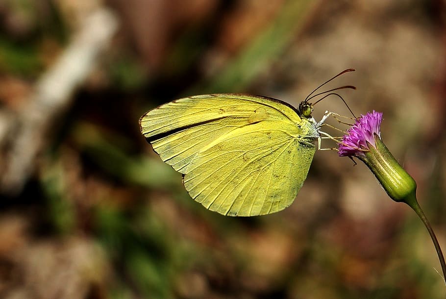 selective focus photography of butterfly perched on flower, yellow, HD wallpaper