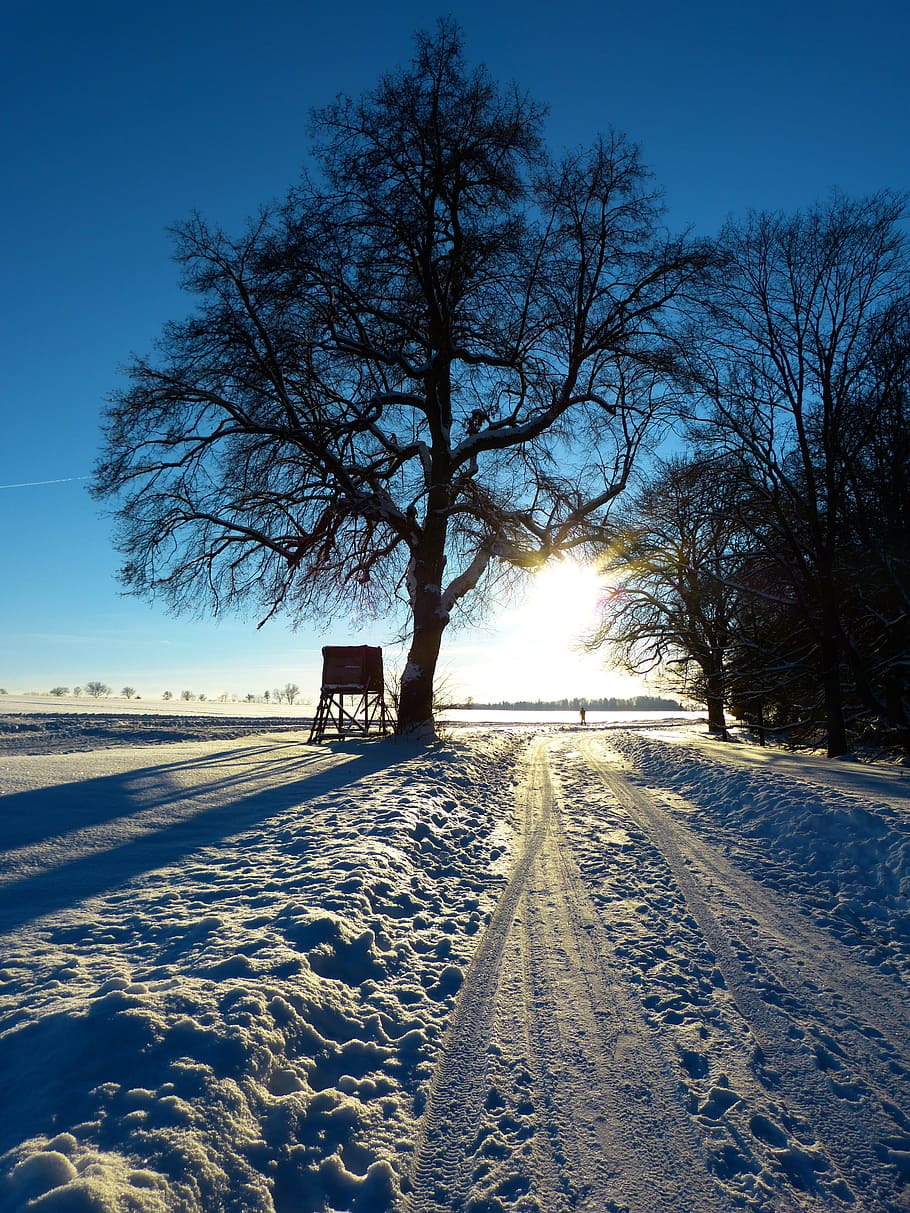 Wintry, Tree, Away, Evening, abendstimmung, traces, snow landscape HD wallpaper