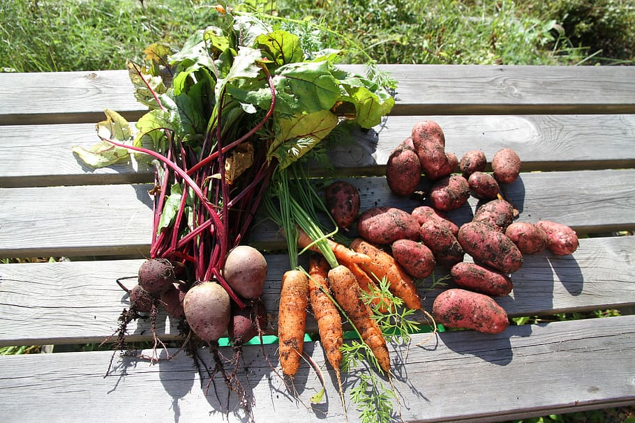 Vegetable, Carrot, Vegetables, Potato, beetroot, food and drink, HD wallpaper