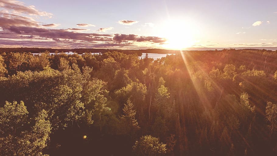 green leaf tree with sun rise background, nature, landscape, scenics HD wallpaper