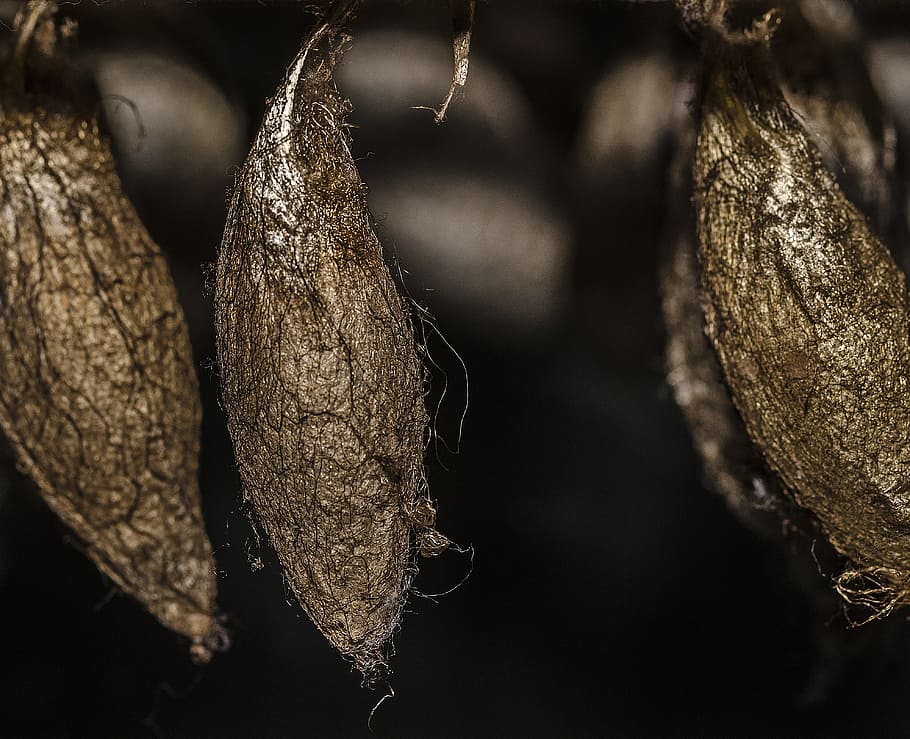 Cocoon, Butterfly, Insect, Nature, Macro, transform, transformation HD wallpaper