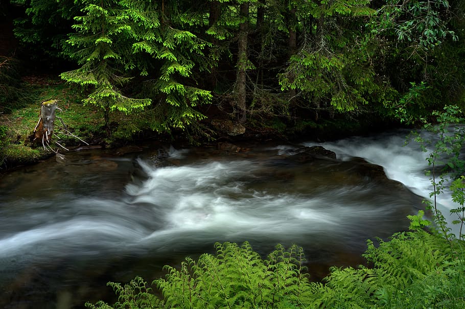 river, water, stream, forest, tree, plant, beauty in nature HD wallpaper