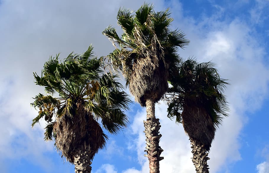 palm trees, sky, holiday, summer, sun, tropical, blue, leaves HD wallpaper