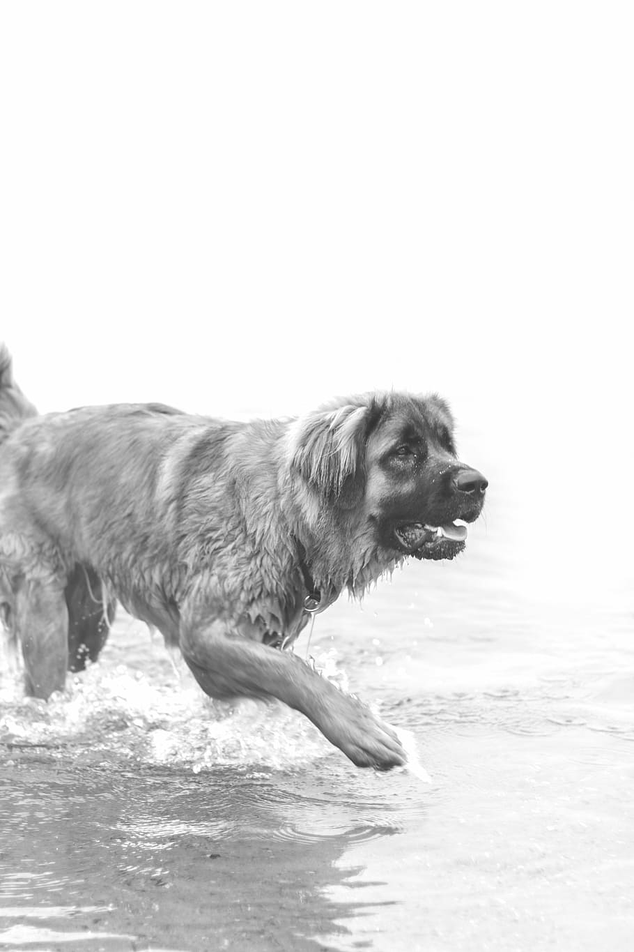 dog, water, cute, sitting, young, canine, portrait, looking HD wallpaper