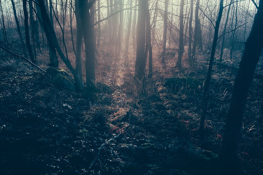bare trees photo, dark forest, rays, landscape, fantasy, mist HD wallpaper