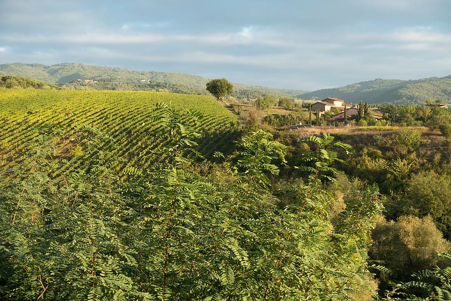 green trees, winegrowing, vineyard, slope, hill, nature, autumn HD wallpaper