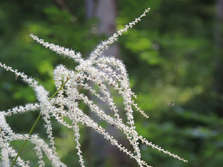 Blossom, Bloom, Forest, Plant, green, no people, day, nature HD wallpaper