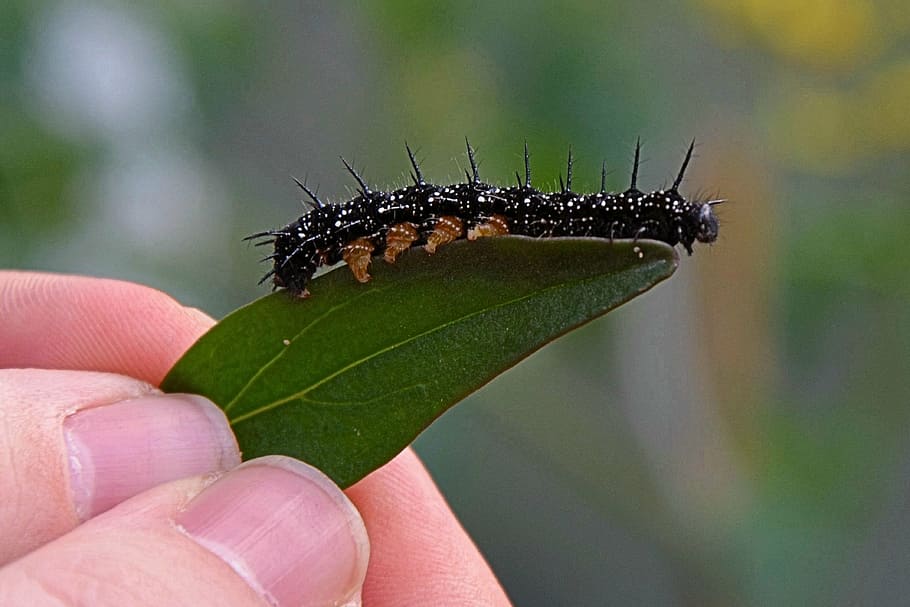 caterpillar, leaf, nature, eat, green leaf, hand, animal, human hand HD wallpaper