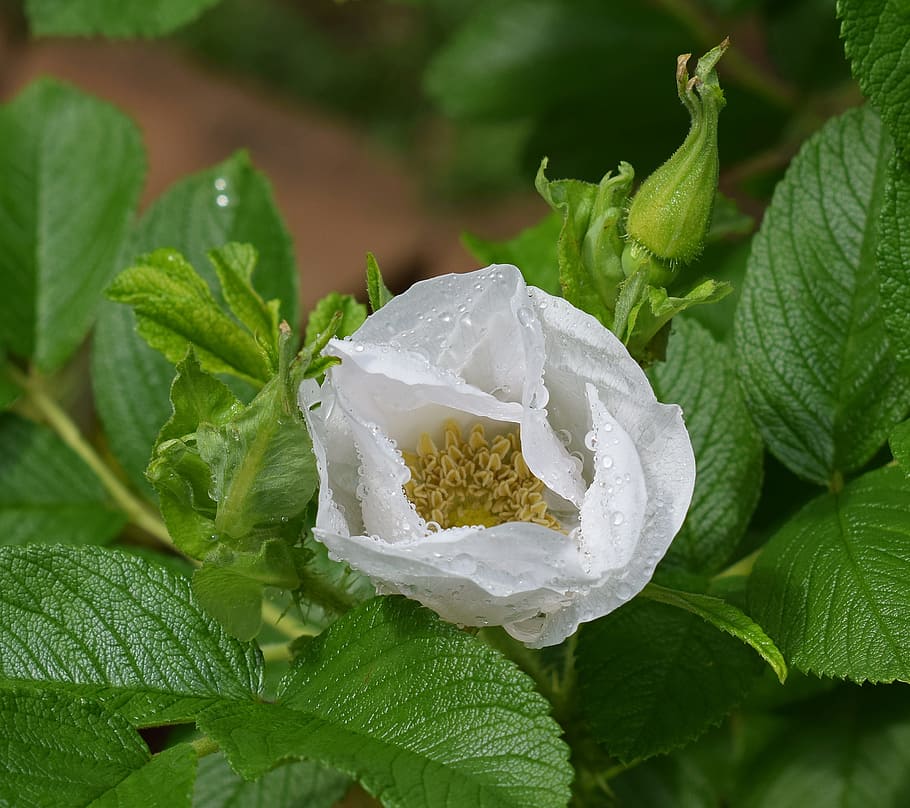 Raindrops, raindrops on rose, flower, blossom, bloom, garden HD wallpaper