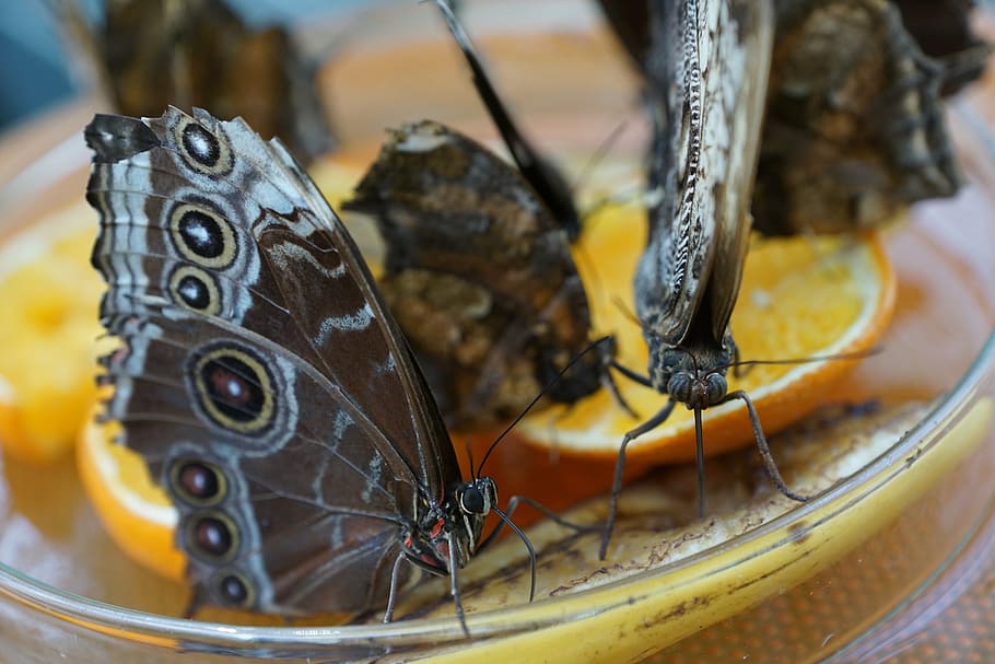 butterfly, insect, close, close-up, animal, animal themes, animal wildlife HD wallpaper