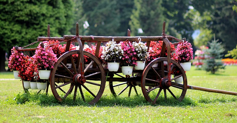 plants on carriage, cart, flowers, rustic, nature, growth, flowering plant HD wallpaper